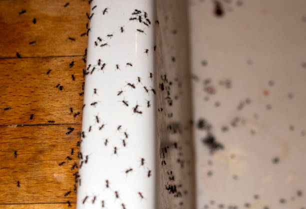 Best Termite Control Services  in Smoke Rise, AL