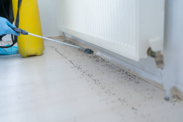 Best Affordable Pest Control Services  in Smoke Rise, AL