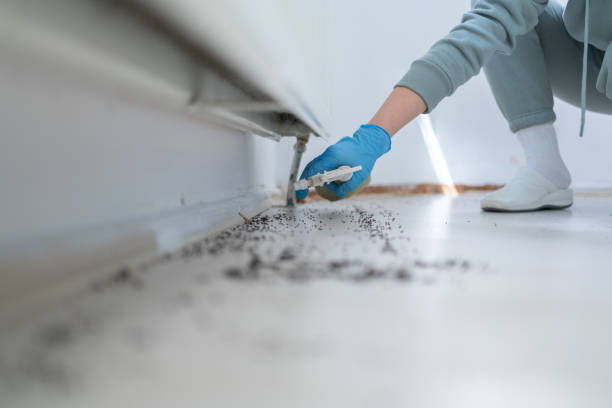 Reliable Smoke Rise, AL Pest Control Solutions
